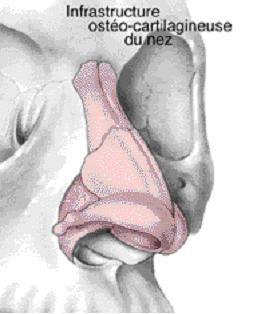 nez structure